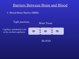 Barriers Between Brain and Blood
2- Blood-Brain Barrier (BBB):
BLOOD
Capillary endothelial Cells
at the cerebral capillaries
Brain Tissue
Tight junctions
 