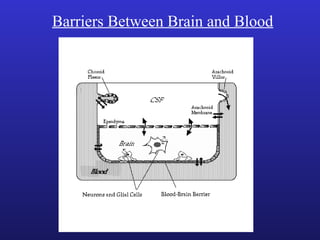 Barriers Between Brain and Blood
 