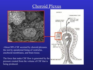 Choroid Plexus
-About 90% CSF secreted by choroid plexuses.
the rest by ependymal lining of ventricles,
arachnoid membranes, and brain tissue.
The force that make CSF flow is generated by the
pressure created from the volume of CSF that is
being produced.
 