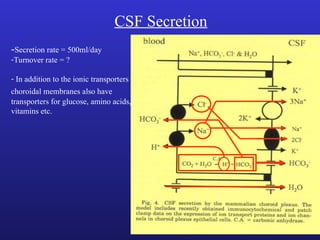 CSF Secretion
-Secretion rate = 500ml/day
-Turnover rate = ?
- In addition to the ionic transporters
choroidal membranes also have
transporters for glucose, amino acids,
vitamins etc.
 