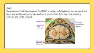 Anatomical structures of cerebral spinal fluid | PDF