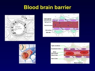 Comprehensive Overview of Cerebrospinal Fluid: Physiology, Function ...