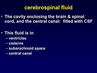 Comprehensive Overview of Cerebrospinal Fluid: Physiology, Function ...