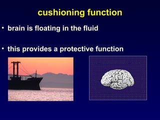 Comprehensive Overview of Cerebrospinal Fluid: Physiology, Function ...