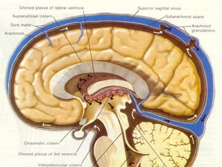 Comprehensive Overview of Cerebrospinal Fluid: Physiology, Function ...