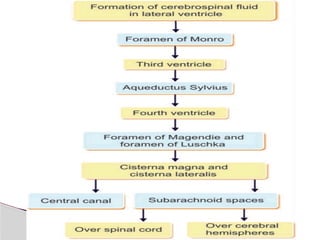 Comprehensive Overview of Cerebrospinal Fluid: Formation, Function, and ...