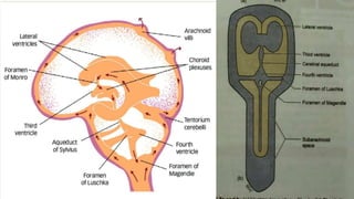 Human Visual System Csf CSF-Pathway all aspect covered (anatomical and physiological) | PPTX