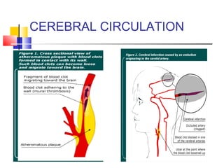 CEREBRAL CIRCULATION
 