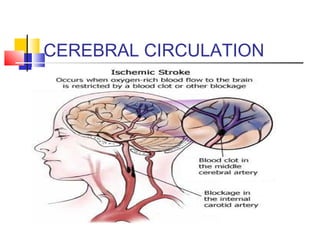 CEREBRAL CIRCULATION
 