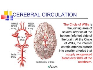 CEREBRAL CIRCULATION
The Circle of Willis is
the joining area of
several arteries at the
bottom (inferior) side of
the brain. At the Circle
of Willis, the internal
carotid arteries branch
into smaller arteries that
supply oxygenated
blood over 80% of the
cerebrum.
 