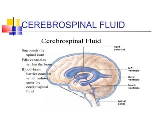 CEREBROSPINAL FLUID
 