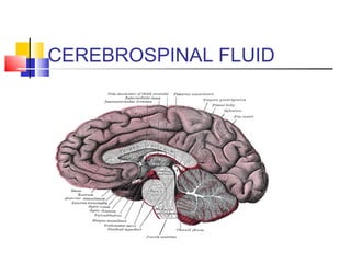 CEREBROSPINAL FLUID
 