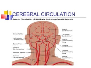 CEREBRAL CIRCULATION
 