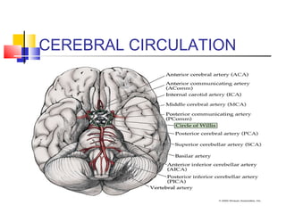 CEREBRAL CIRCULATION
 