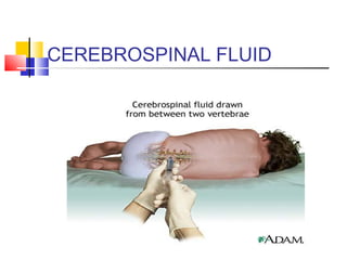 CEREBROSPINAL FLUID
 