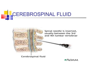 CEREBROSPINAL FLUID
 