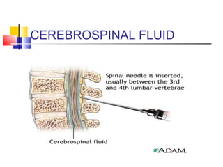 CEREBROSPINAL FLUID
 