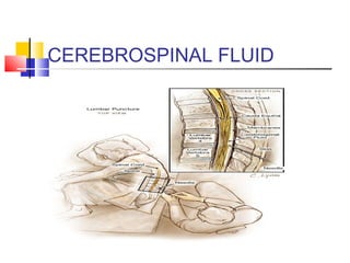 CEREBROSPINAL FLUID
 