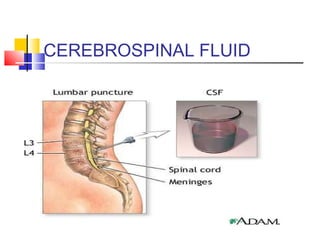 CEREBROSPINAL FLUID
 