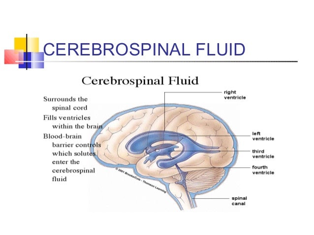 Csf 001 csf circulation diagram 