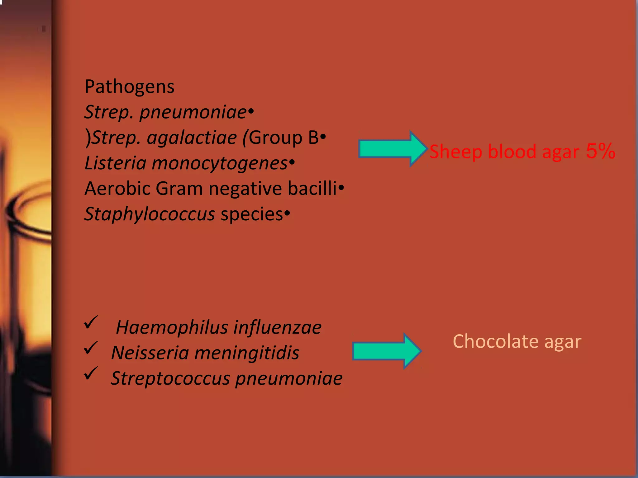 Pathogens
•Strep. pneumoniae
•Strep. agalactiae (Group B(
•Listeria monocytogenes
•Aerobic Gram negative bacilli
•Staphylococcus species
 Haemophilus influenzae
 Neisseria meningitidis
 Streptococcus pneumoniae
5%Sheep blood agar
Chocolate agar
 