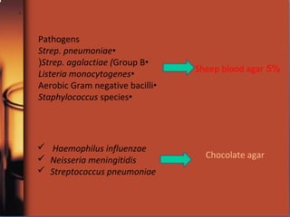 Pathogens
•Strep. pneumoniae
•Strep. agalactiae (Group B(
•Listeria monocytogenes
•Aerobic Gram negative bacilli
•Staphylococcus species
 Haemophilus influenzae
 Neisseria meningitidis
 Streptococcus pneumoniae
5%Sheep blood agar
Chocolate agar
 