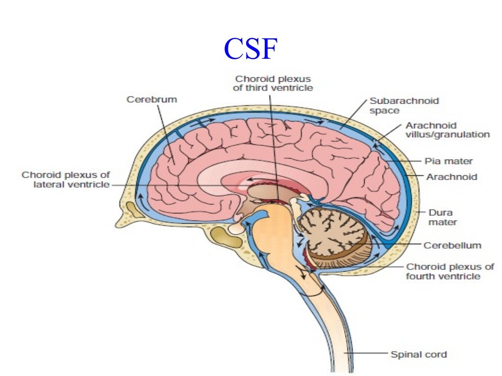 csf fluid image