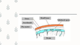 Comprehensive Overview of Cerebrospinal Fluid (CSF) Analysis and ...