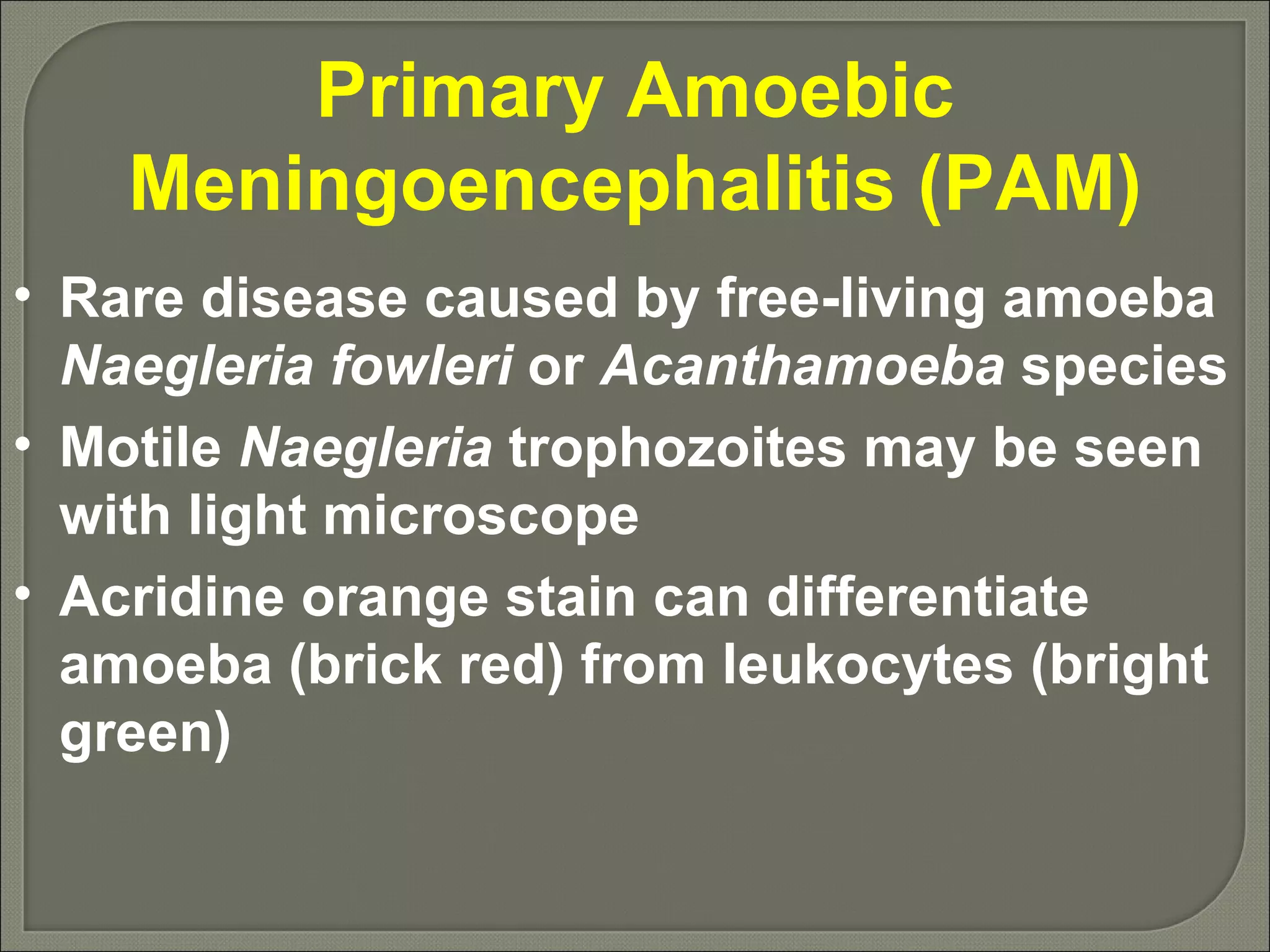 Primary Amoebic Meningoencephalitis (PAM) Rare disease caused by free-living amoeba  Naegleria fowleri  or  Acanthamoeba  species Motile  Naegleria  trophozoites may be seen with light microscope Acridine orange stain can differentiate amoeba (brick red) from leukocytes (bright green) 