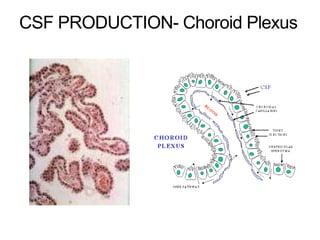 CSF PRODUCTION- Choroid Plexus
 