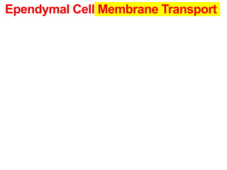 Ependymal Cell Membrane Transport
 