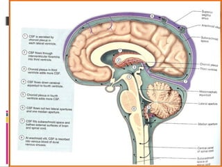 CSF and it’s abnormalities | PPT