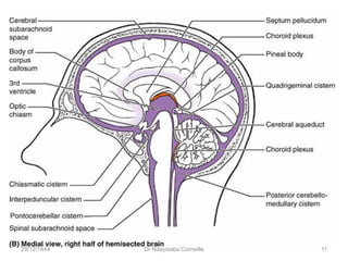 29/12/1444 Dr Ndayisaba Corneille 11
 
