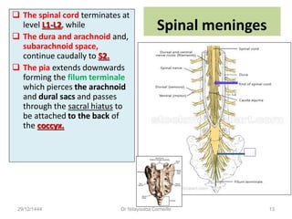 Spinal meninges
 The spinal cord terminates at
level L1-L2, while
 The dura and arachnoid and,
subarachnoid space,
continue caudally to S2.
 The pia extends downwards
forming the filum terminale
which pierces the arachnoid
and dural sacs and passes
through the sacral hiatus to
be attached to the back of
the coccyx.
29/12/1444 Dr Ndayisaba Corneille 13
 