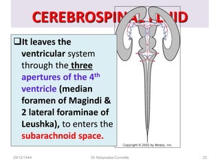 CEREBROSPINAL FLUID
It leaves the
ventricular system
through the three
apertures of the 4th
ventricle (median
foramen of Magindi &
2 lateral foraminae of
Leushka), to enters the
subarachnoid space.
29/12/1444 Dr Ndayisaba Corneille 22
 