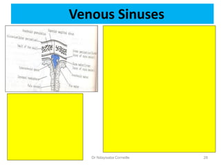Venous Sinuses
29/12/1444 Dr Ndayisaba Corneille 28
 