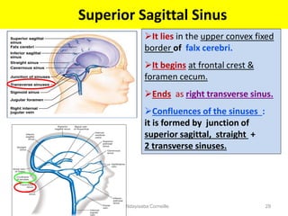 Superior Sagittal Sinus
29/12/1444 Dr Ndayisaba Corneille 29
It lies in the upper convex fixed
border of falx cerebri.
It begins at frontal crest &
foramen cecum.
Ends as right transverse sinus.
Confluences of the sinuses :
it is formed by junction of
superior sagittal, straight +
2 transverse sinuses.
 