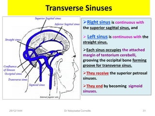 Transverse Sinuses
29/12/1444 Dr Ndayisaba Corneille 31
Right sinus is continuous with
the superior sagittal sinus, and
 Left sinus is continuous with the
straight sinus.
Each sinus occupies the attached
margin of tentorium cerebelli,
grooving the occipital bone forming
groove for transverse sinus.
They receive the superior petrosal
sinuses.
They end by becoming sigmoid
sinuses.
 