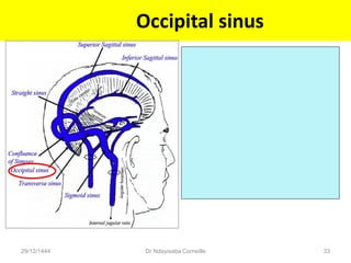 Occipital sinus
29/12/1444 Dr Ndayisaba Corneille 33
 