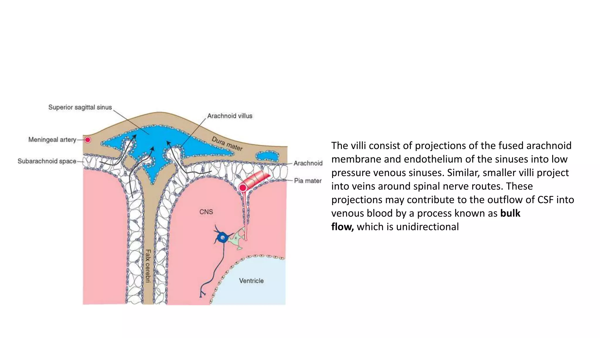 The villi consist of projections of the fused arachnoid
membrane and endothelium of the sinuses into low
pressure venous sinuses. Similar, smaller villi project
into veins around spinal nerve routes. These
projections may contribute to the outflow of CSF into
venous blood by a process known as bulk
flow, which is unidirectional
 