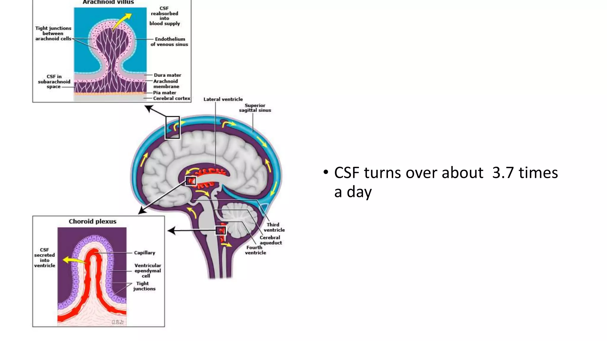 • CSF turns over about 3.7 times
a day
 