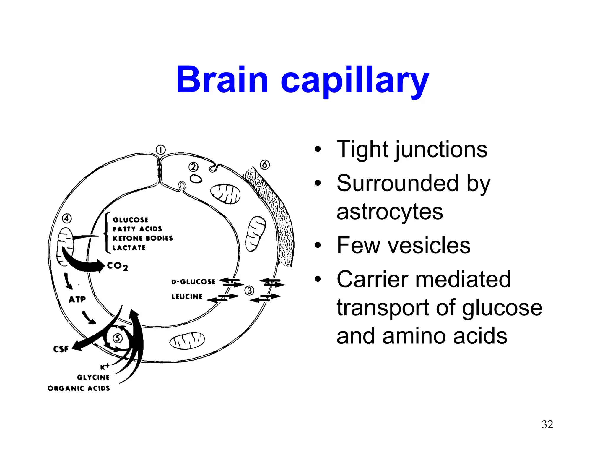 Cerebrospinal Fluid Blood Brain Barrier.ppt