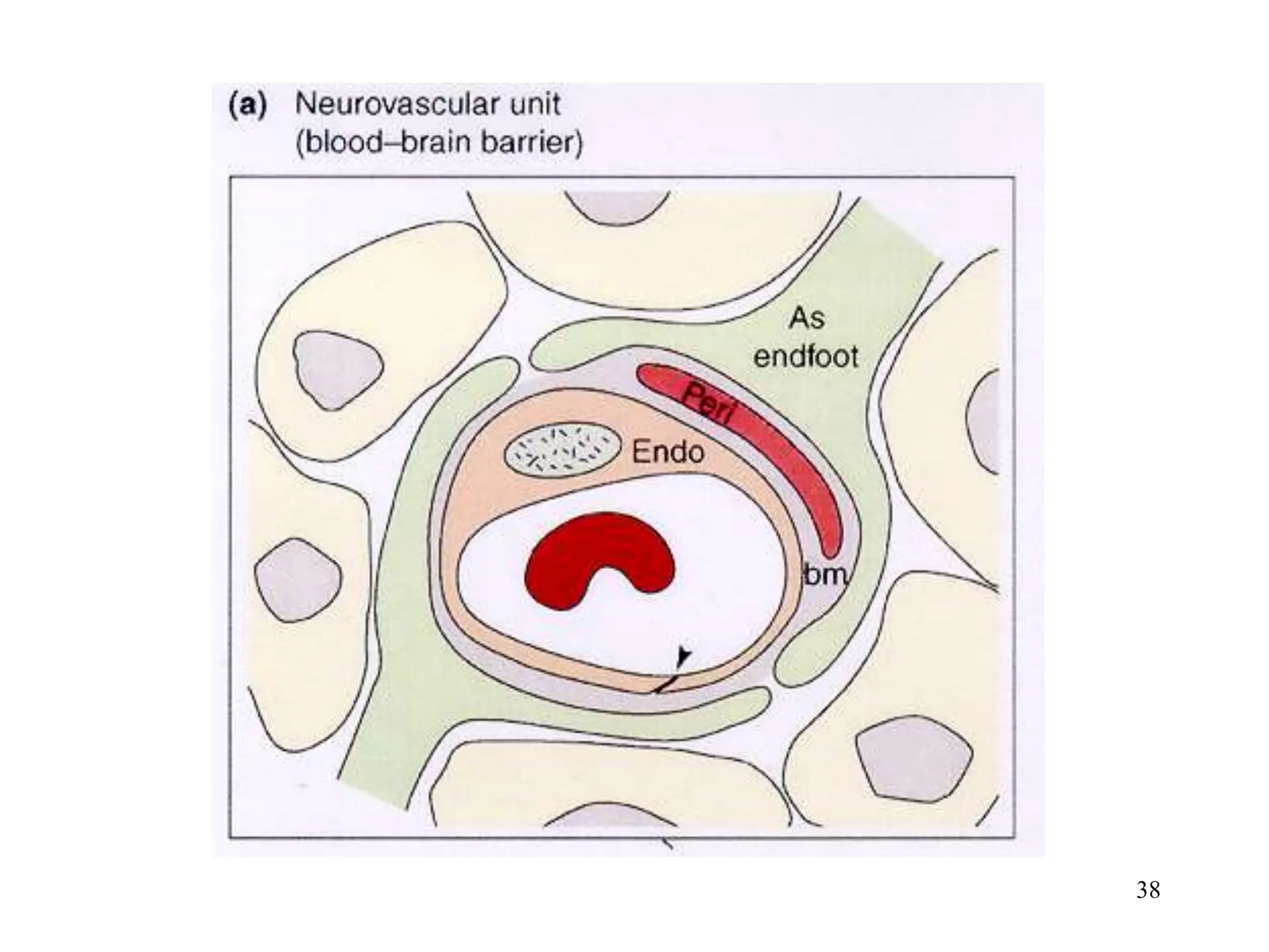 Cerebrospinal Fluid Blood Brain Barrier.ppt