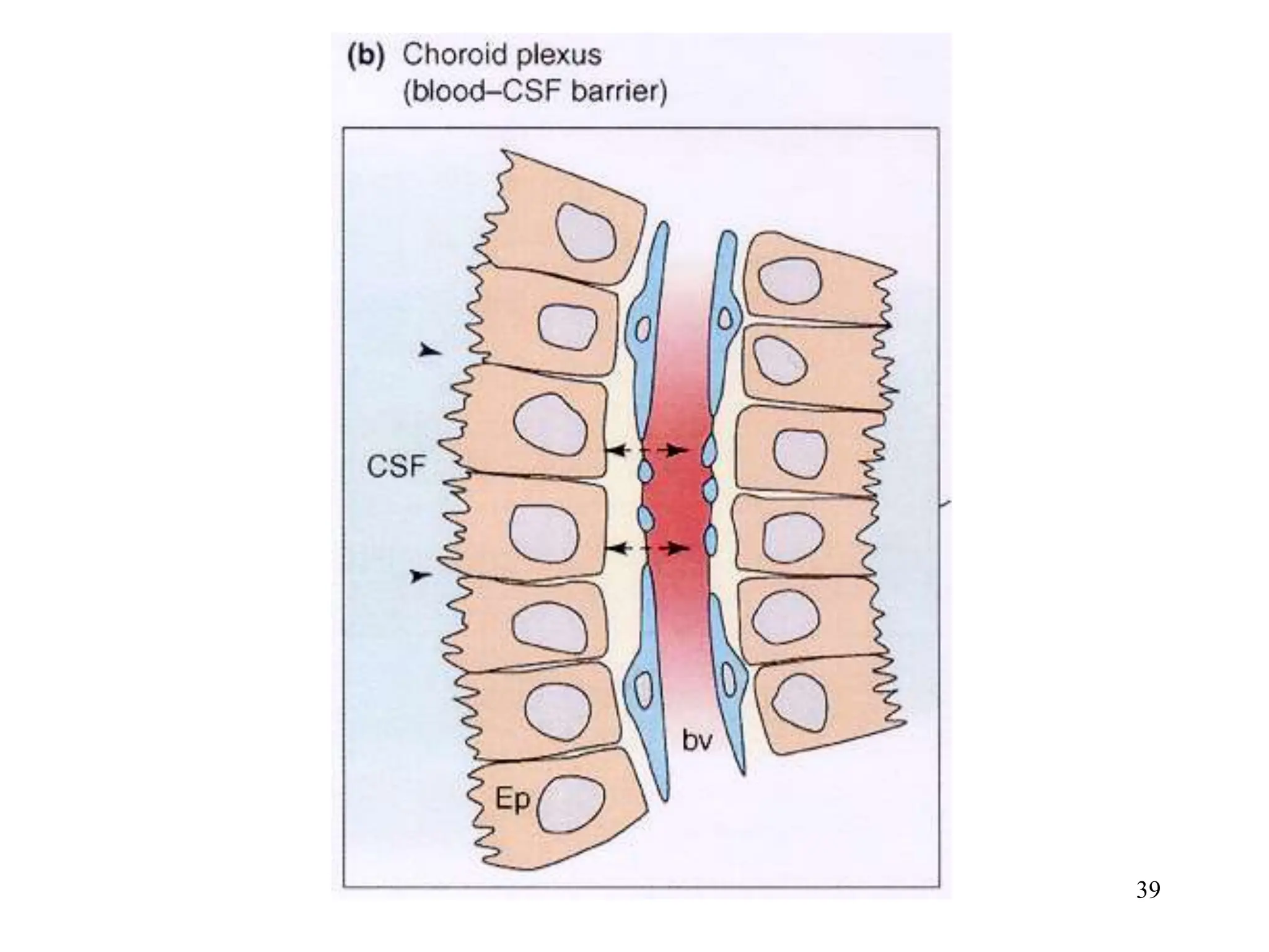 Cerebrospinal Fluid Blood Brain Barrier.ppt