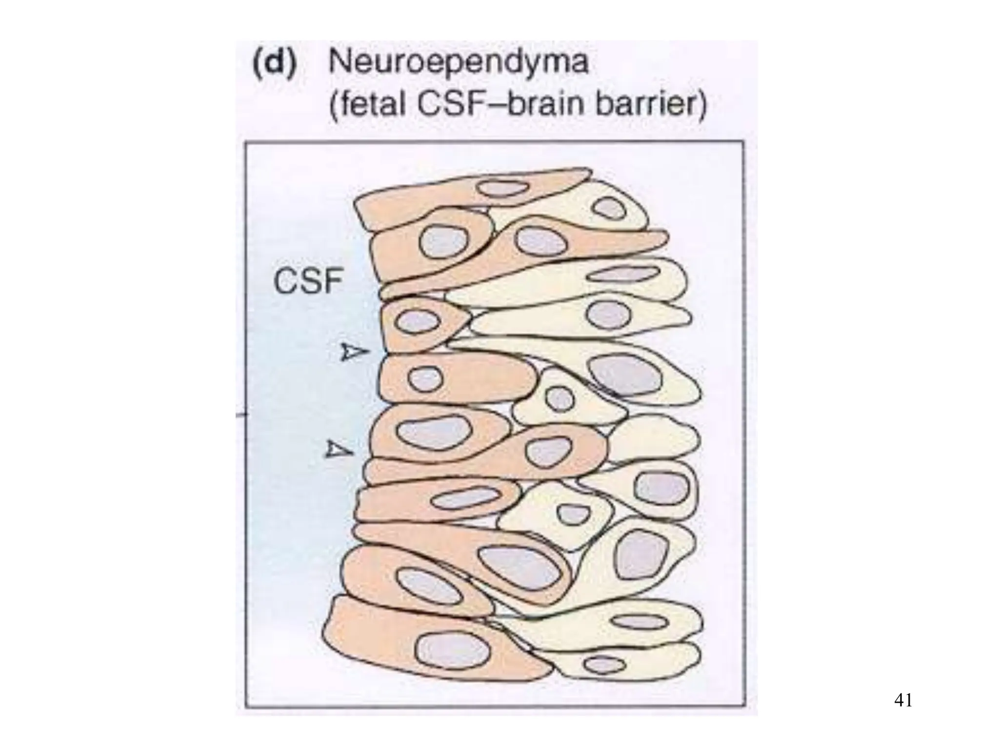 Cerebrospinal Fluid Blood Brain Barrier.ppt