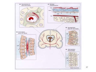 Cerebrospinal Fluid Blood Brain Barrier.ppt