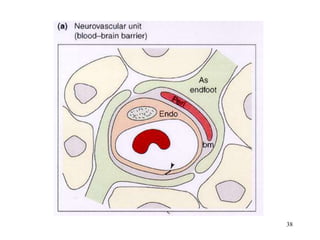 Cerebrospinal Fluid Blood Brain Barrier.ppt