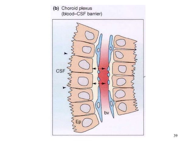 Cerebrospinal Fluid Blood Brain Barrier.ppt | Brain and Nervous System ...