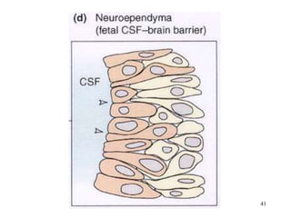 Cerebrospinal Fluid Blood Brain Barrier.ppt