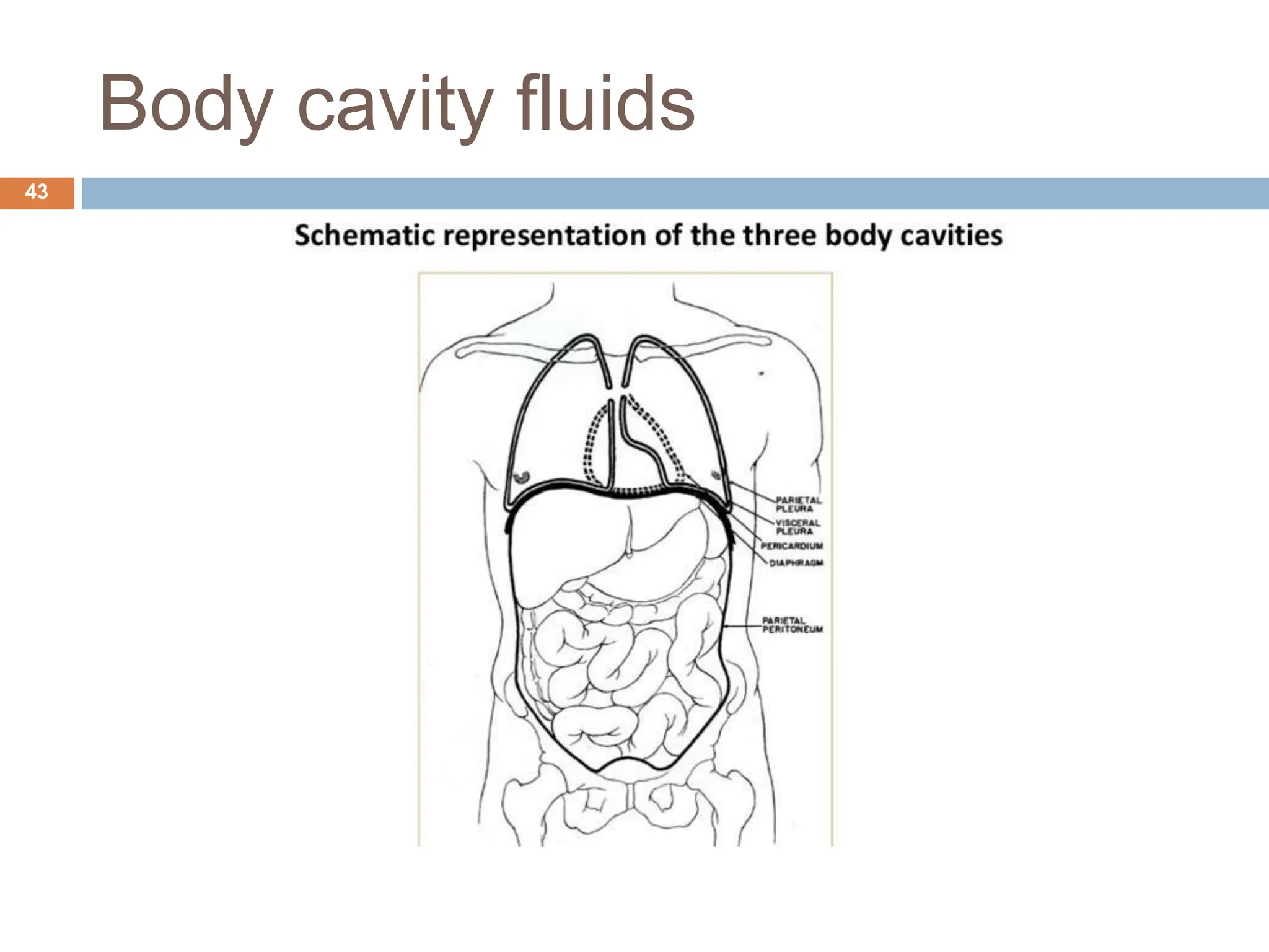 Body cavity fluids
43
 